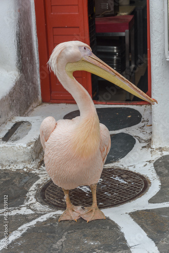 Fototapeta Naklejka Na Ścianę i Meble -  Famous Pelikan Petros in the cobbled streets of Mykonos, Cyclades, Greece