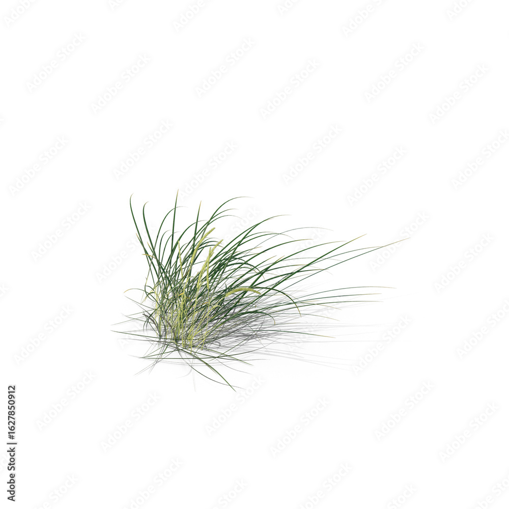 Obraz premium Patch of Wild Grass with Thin Blades Isolated on Transparent Background