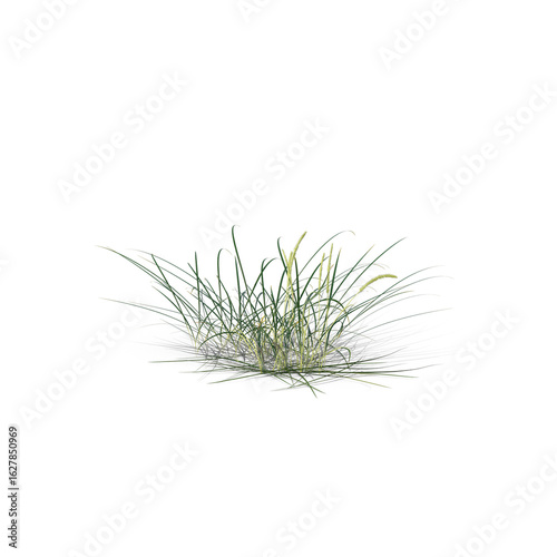 Patch of Wild Grass with Thin Blades Isolated on Transparent Background
