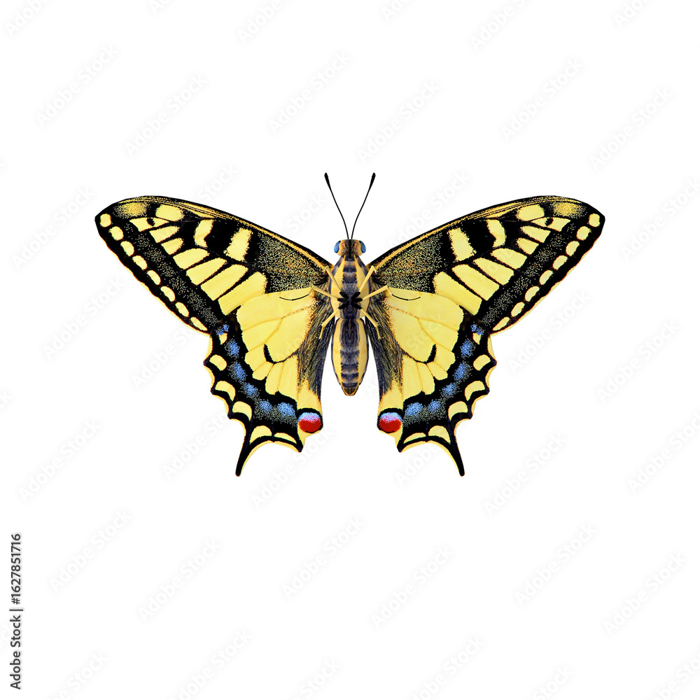 Obraz premium Yellow Swallowtail Butterfly with Black Markings Isolated on Transparent Background
