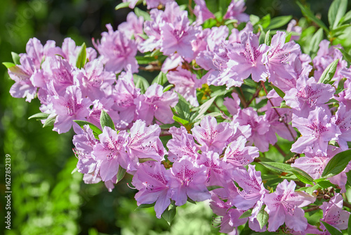 Blooming pink japan Azalea Ericaceae bush, Geisha Purple, rhododendron flower macro