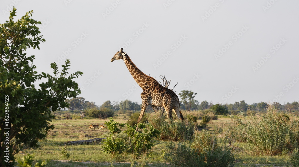 Fototapeta premium Giraffe in the Okovango delta Botswana