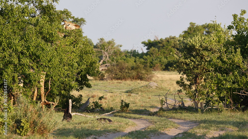 Fototapeta premium Giraffe in the Okovango delta Botswana