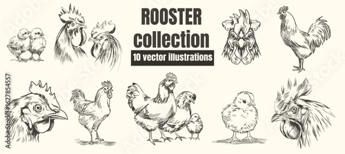 Hand-Drawn Illustration of a Rooster – Vintage Black and White Farm Animal Sketch Collection