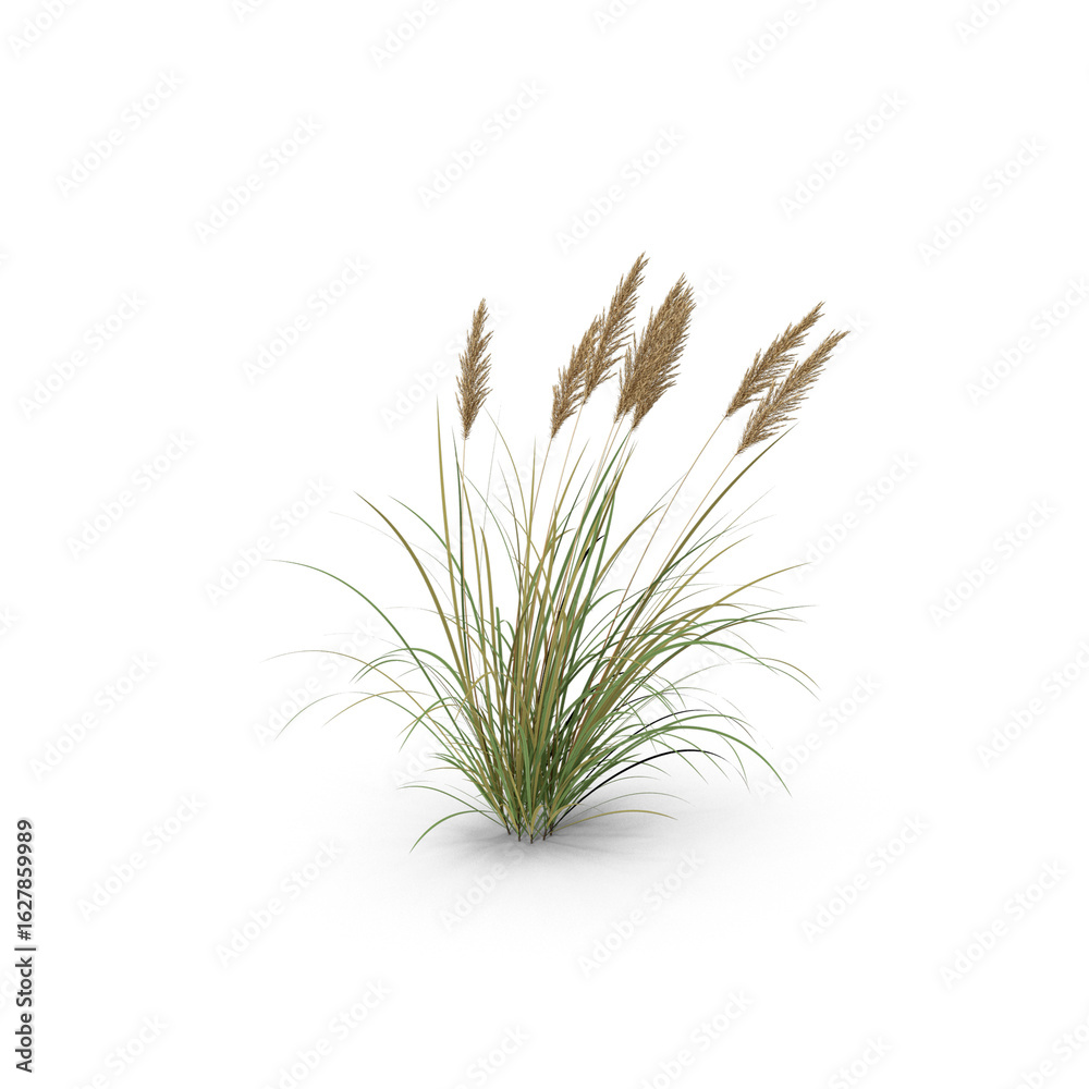 Fototapeta premium Tall Ornamental Grass Plant Isolated on Transparent Background