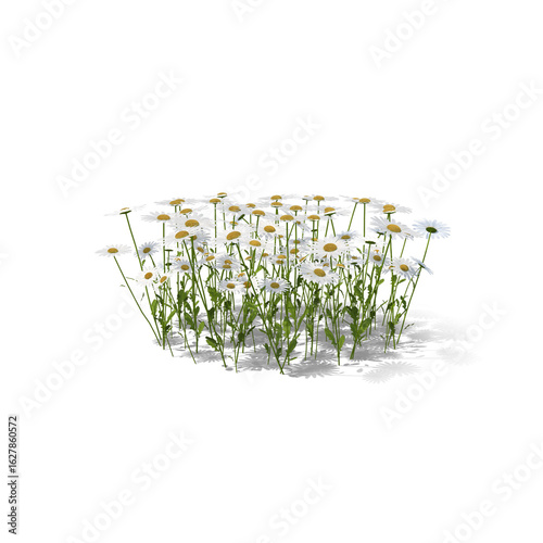 Photos Field of White Daisies Isolated on Transparent Background