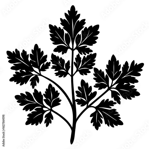 Black silhouette of a parsley leaf sprig on a white background herb leaves