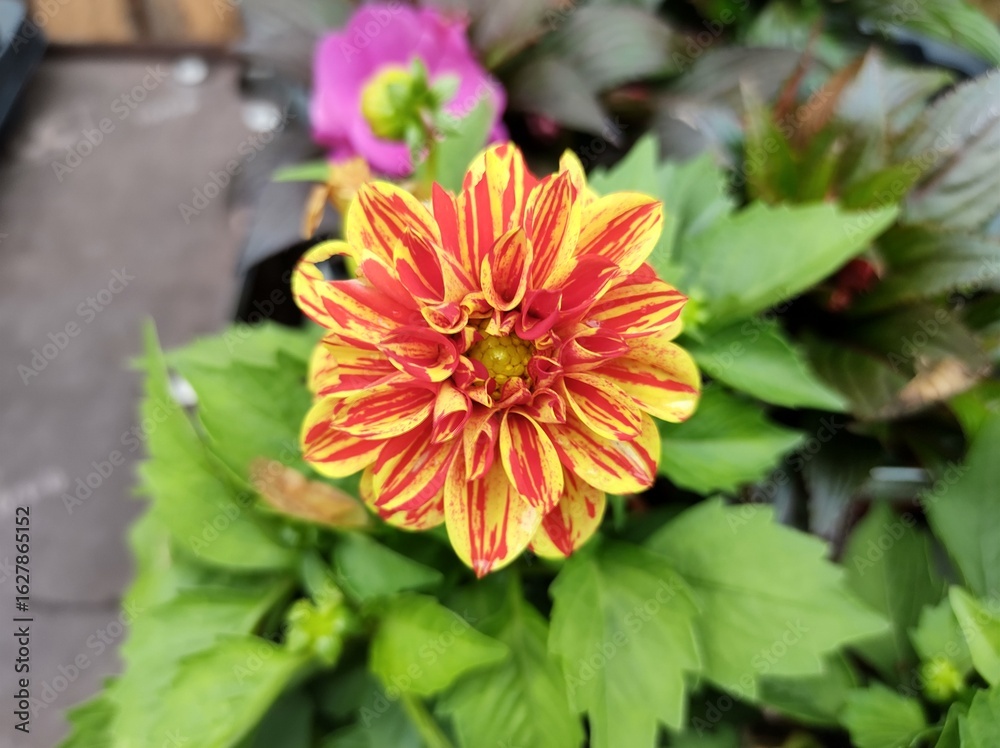 Fototapeta premium Dahlietta 'Surprise Kelly'