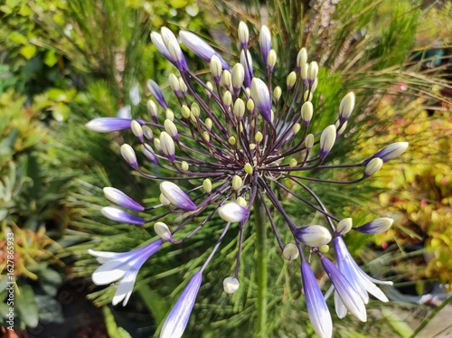 Agapanthus 'Fireworks'