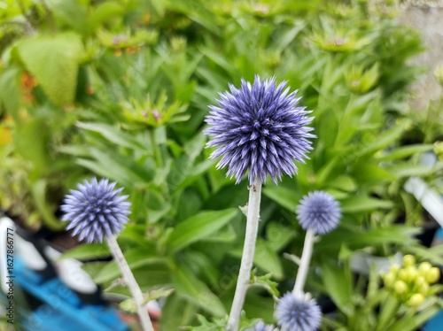 Echinops ritro 'Veitch's Blue'