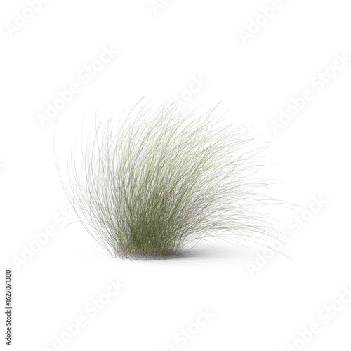 Decorative Grass Plant Bush Isolated on Transparent Background