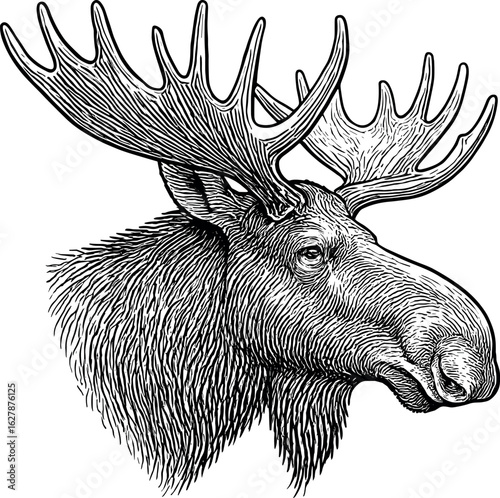 Moose Head vector silhouette design for T-Shirt