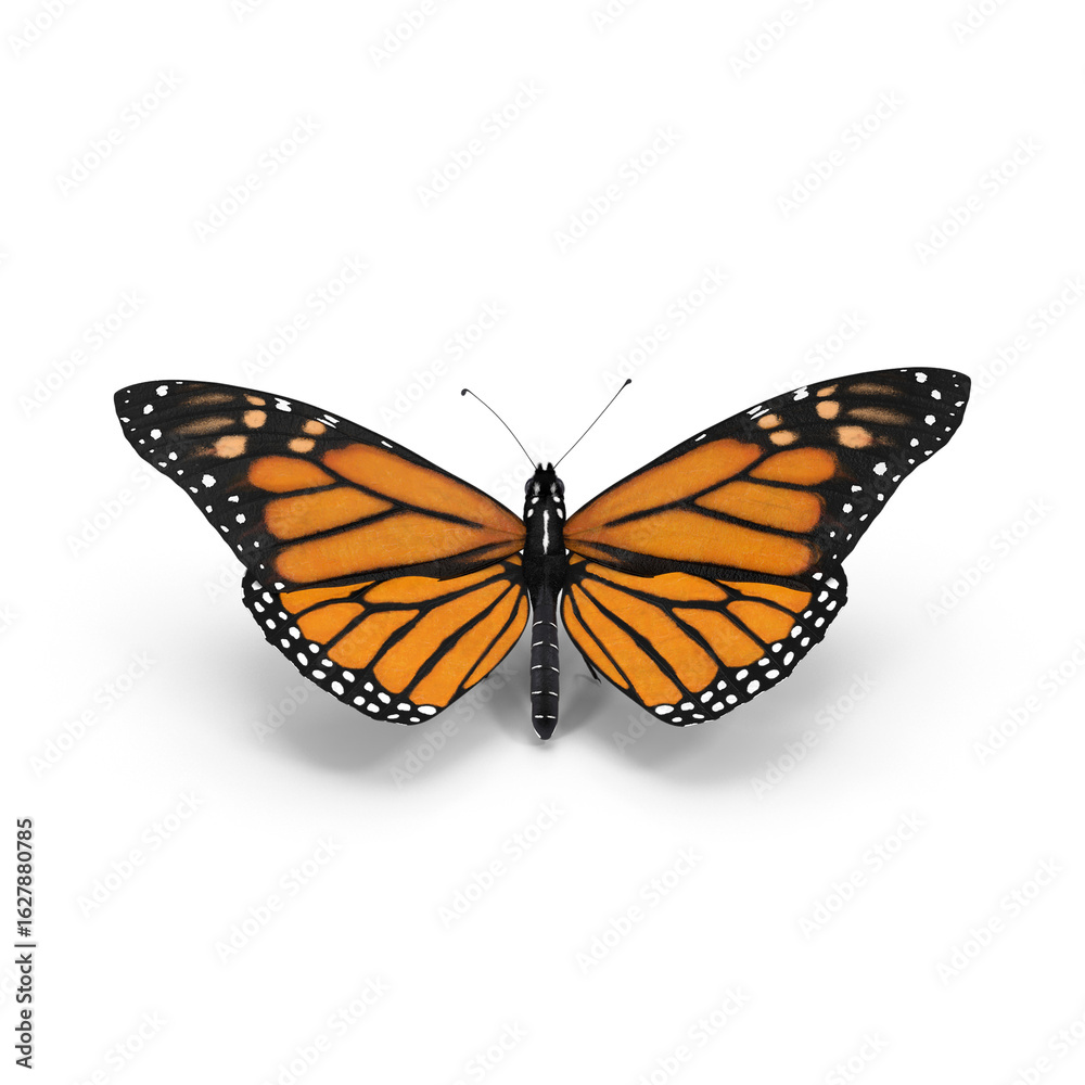 Fototapeta premium Monarch Butterfly in Flight Isolated on Transparent Background