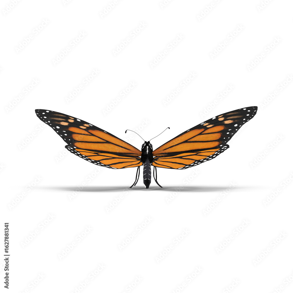 Fototapeta premium Monarch Butterfly in Flight Isolated on Transparent Background