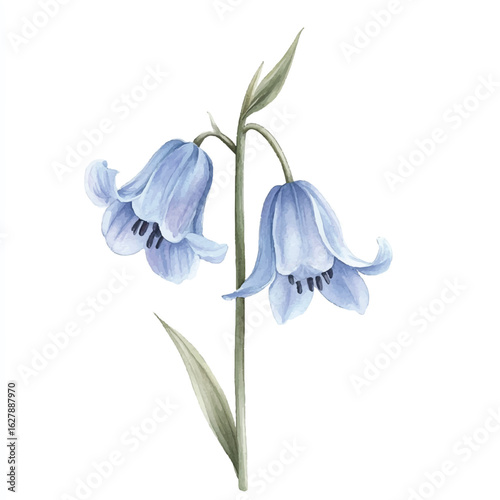 a cute Bluebell flower