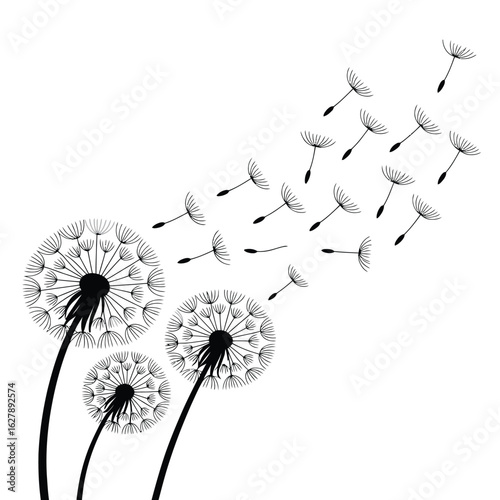Dandelion seeds blowing in the wind on a white background