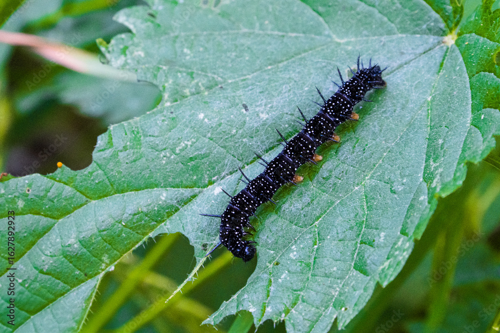 Fototapeta premium Black caterpillar with white dots on a green leaf