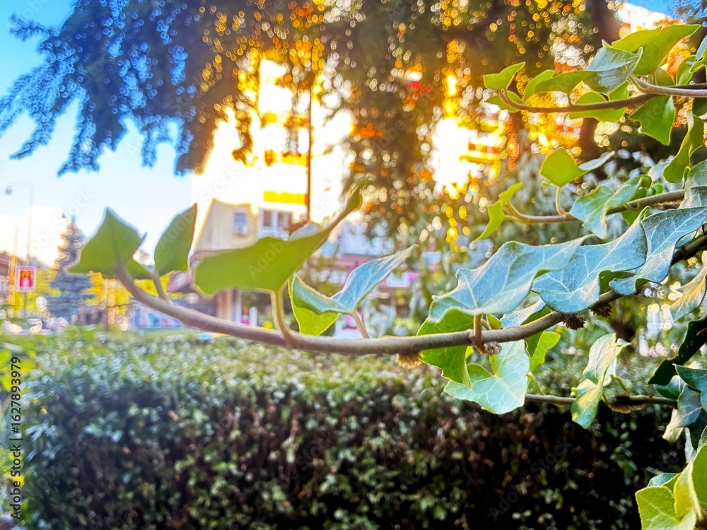 Naklejka premium Leaves in colorful light.