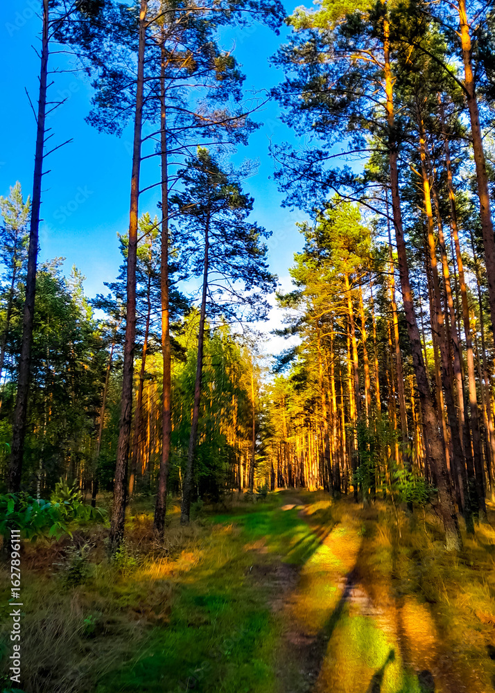 Fototapeta premium Wild forest at sunny day.
