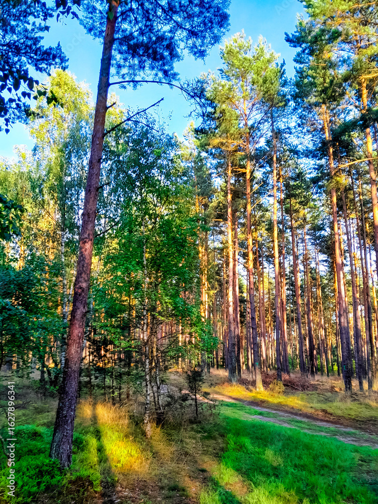 Obraz premium Wild forest at sunny day.