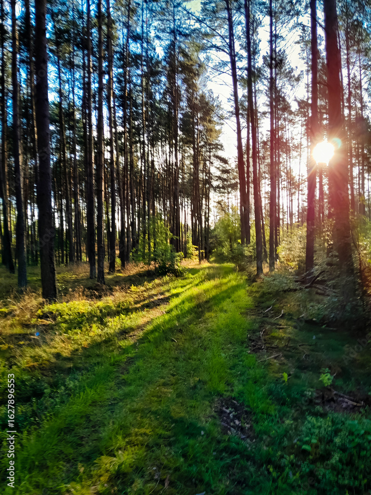 Obraz premium Wild forest at sunny day.