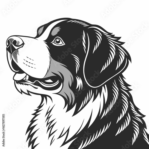 Bernese mountain dog portrait isolated on white background