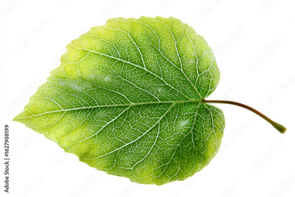 Obraz premium Detailed view of a green leaf showcasing its intricate veins and vibrant coloration in a natural setting