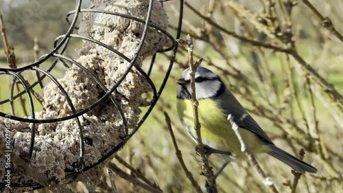 Eurasian blue tit perched on metal bird feeder ring filled with suet seed balls, backyard wildlife scene in winter garden with natural light, focus on bird feeding behavior
