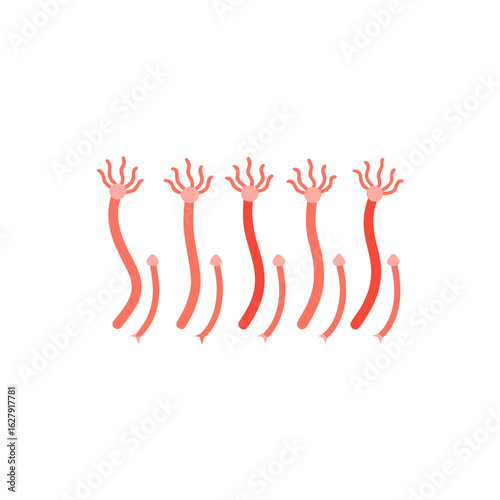 different coral harp set  