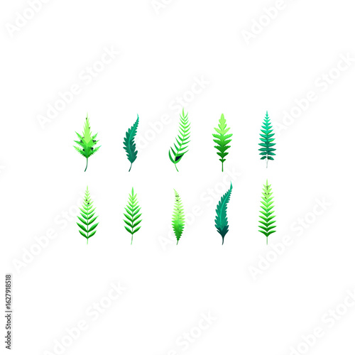 different mist fern set 