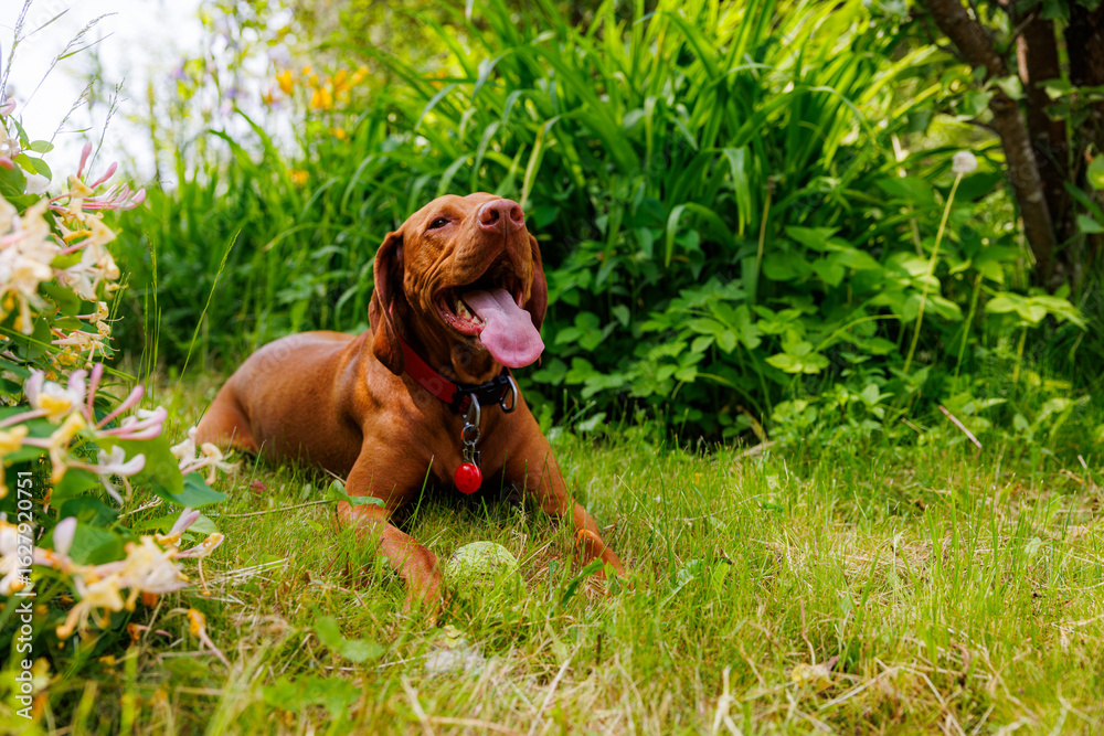 Playful hungarian vizsla dog enjoying a sunny day in a lush garden filled with vibrant flowers and greenery Playful hungarian vizsla dog enjoying a sunny day in a lush garden filled with vibrant flowers and greenery