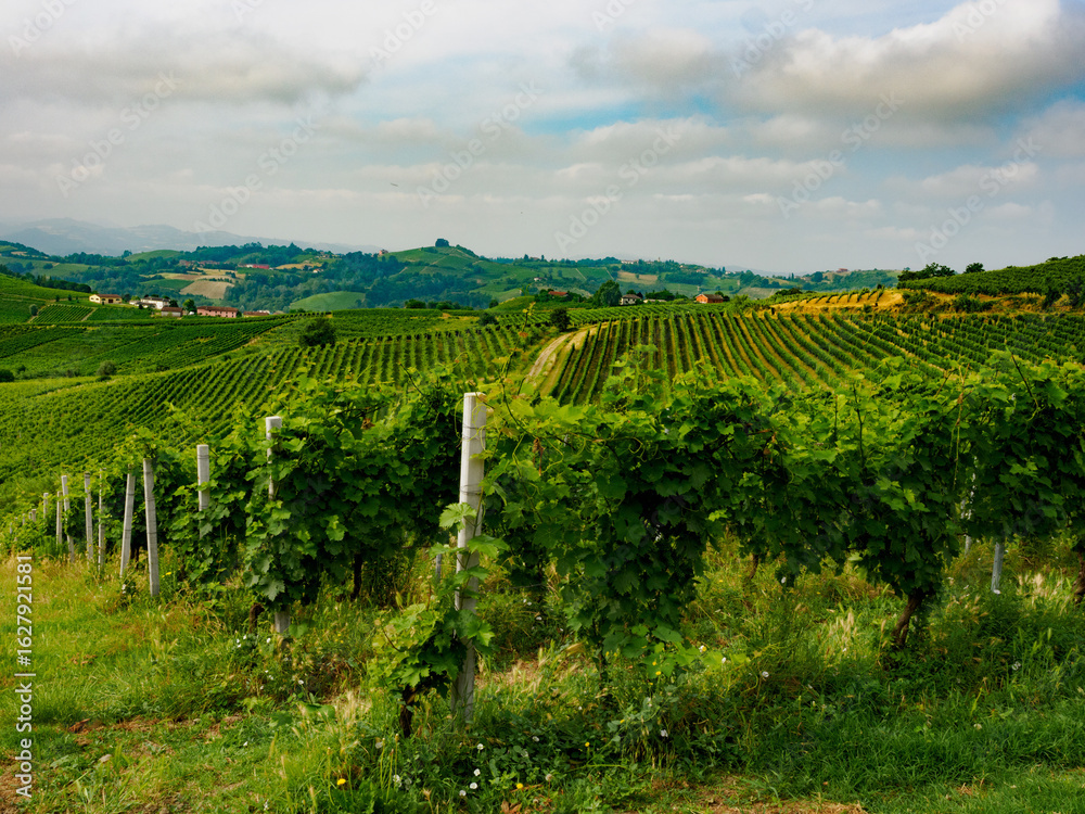 Obraz premium Vineyards in Monferrato near Alice Bel Colle, Asti province, Italy