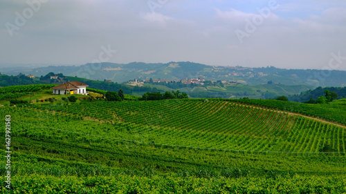 Wallpaper Mural Vineyards in Monferrato near Alice Bel Colle, Asti province, Italy Torontodigital.ca