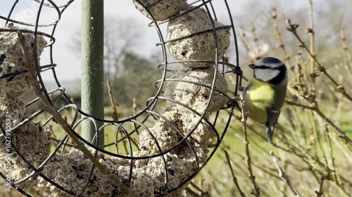 Eurasian blue tit perched on metal bird feeder ring filled with suet seed balls, backyard wildlife scene in winter garden with natural light, focus on bird feeding behavior