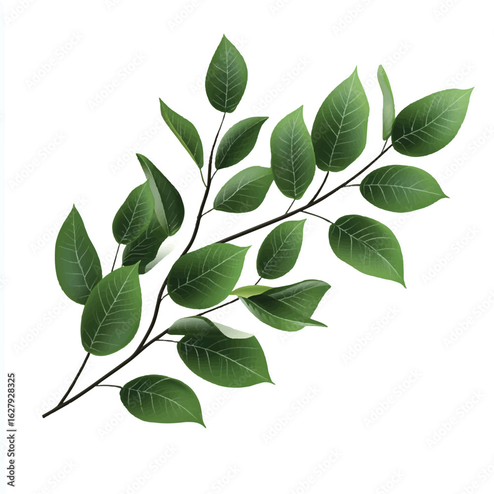 Fototapeta premium a branch with leaves