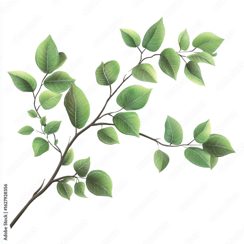 Fototapeta premium a branch with leaves