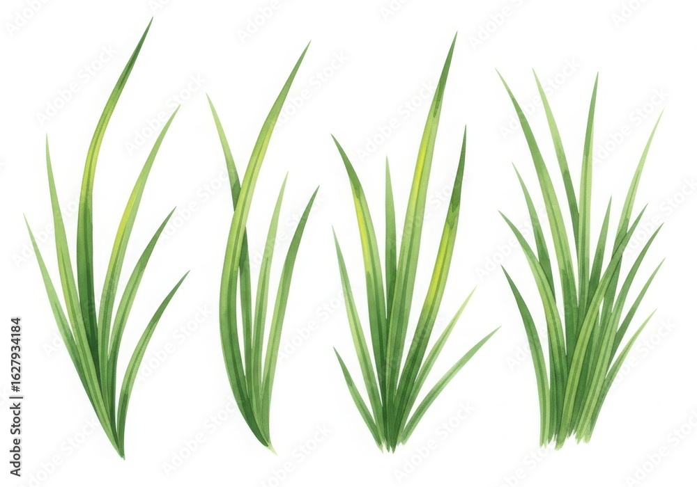 Fototapeta premium Green grass blades and tufts isolated on white background in watercolor style