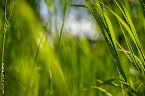 Green tall grass in the sun rays. Close-up of green tall grass against the sky
