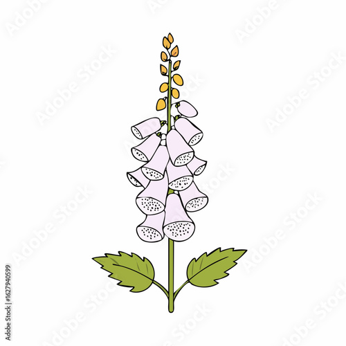 Elegant digitalis purpurea illustration showcasing its unique bell shaped blossoms