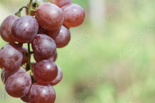 bunch of grapes