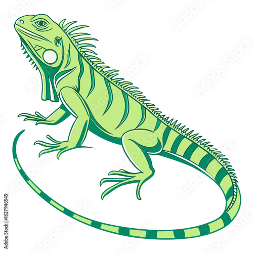 Green iguana lizard isolated on white background