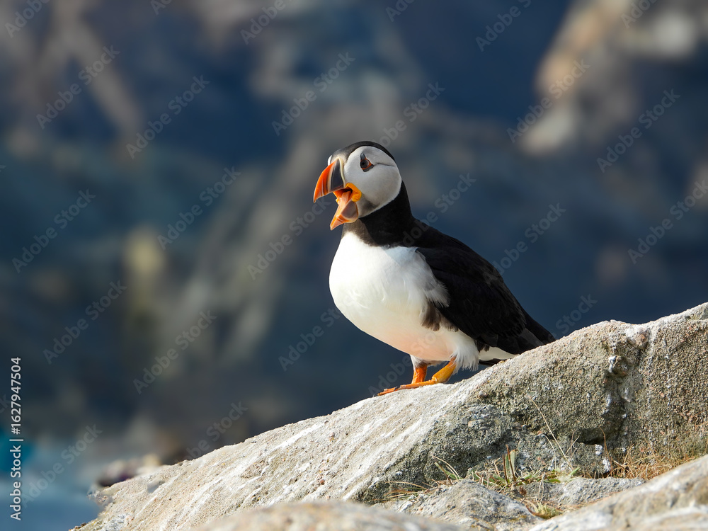 Fototapeta premium Atlantic Puffins having a very animated conversation
