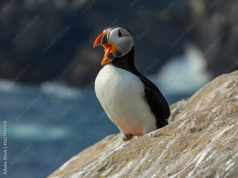 Naklejka premium Atlantic Puffins having a very animated conversation