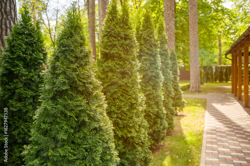 Cypresses in a row, an alley of evergreen pyramidal cypresses along a path in a garden