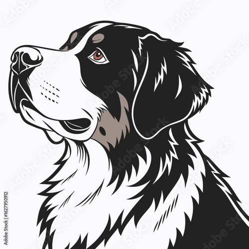 Bernese mountain dog portrait isolated on white background
