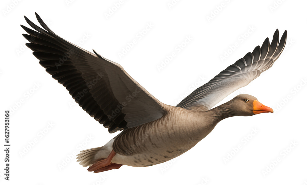 Fototapeta premium Graceful grey goose in flight with outstretched wings and orange beak on transparent background.