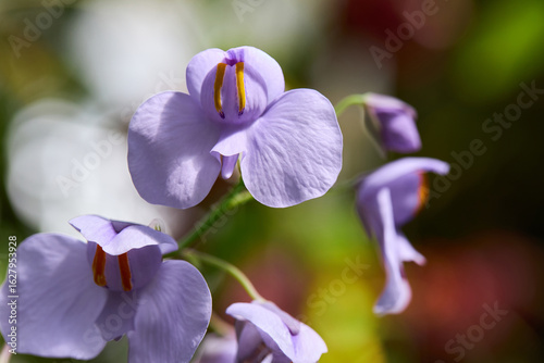 Bright purple flowers of Utricularia, commonly called the bladderwort. 