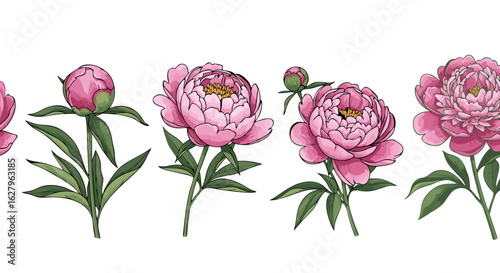 Vector Realistic Botanical SVG Illustration of Pink Peonies with Green Foliage in Natural Style for Floral Design