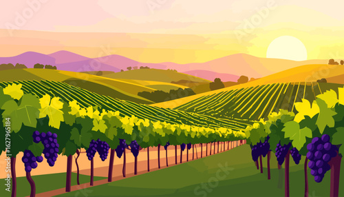 Vibrant vineyard landscape illustration with rows of ripe purple grapes on rolling hills under a golden sunset sky.