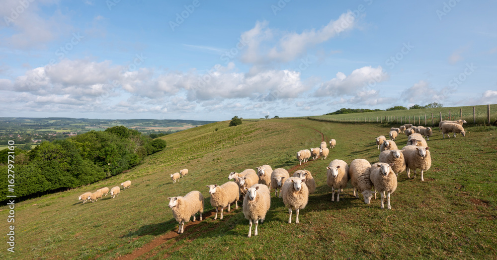 Obraz premium flock of sheep on north downs in kent near wye on sunny summer morning